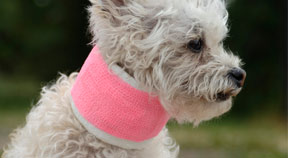 Dog with bandage around neck